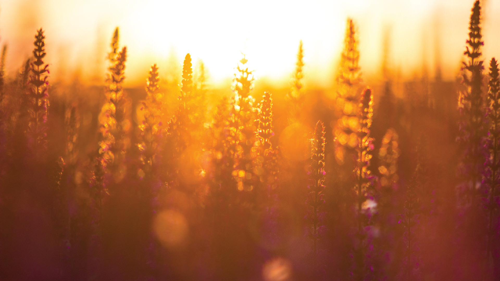 3rd quarter report 2017