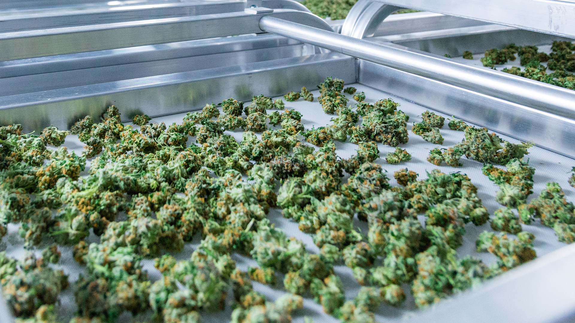 Maximizing Cannabis Opportunities on the East Coast