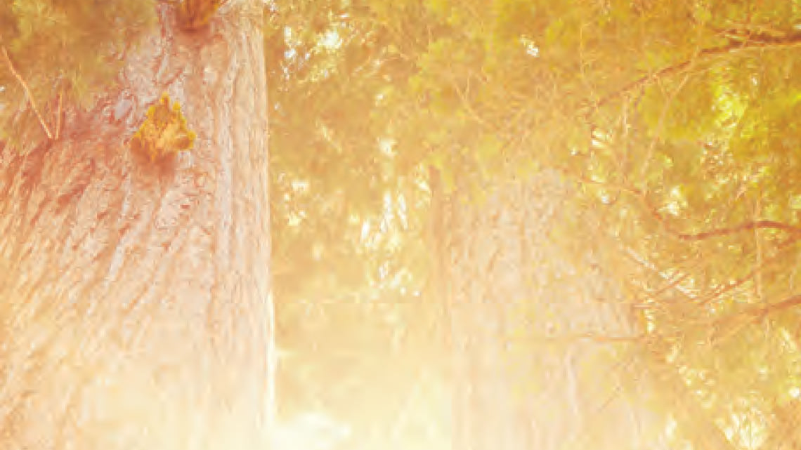 Rev Recognition lessons