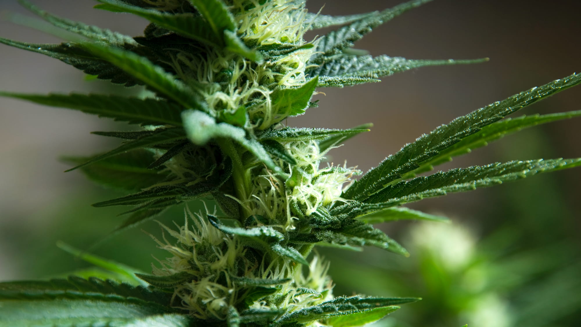 Cannabis banking: The ins, the outs, and the unknowns