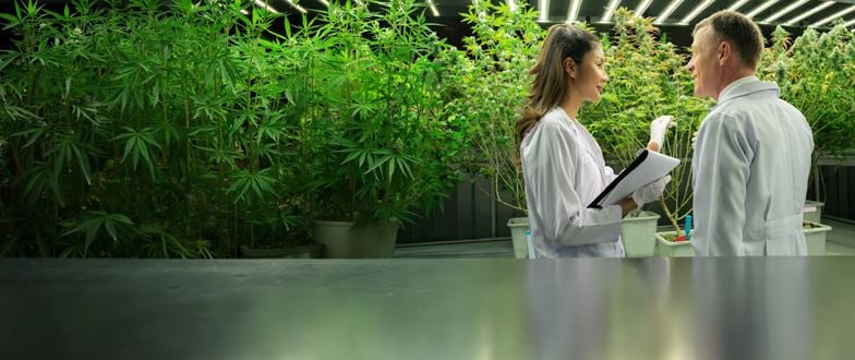 Cannabis industry professionals review cultivation practices to support compliance and business growth.
