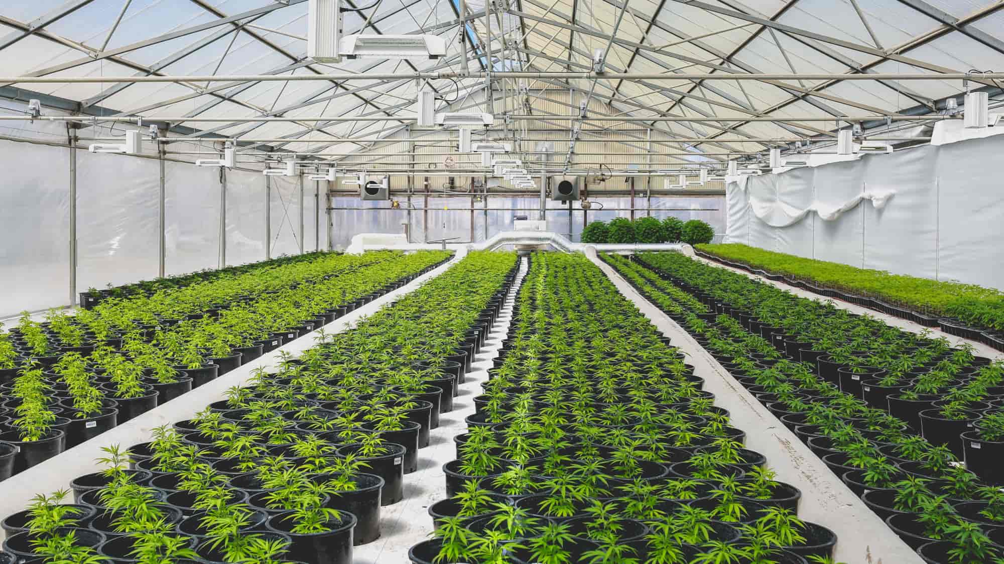 Top Risk Areas for Internal Audit: Cannabis