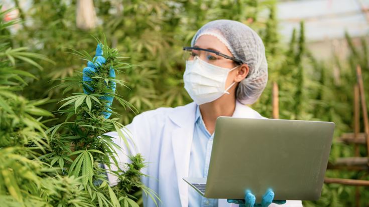 Research professional inspecting cannabis plants and recording observations, illustrating qualified research activities.