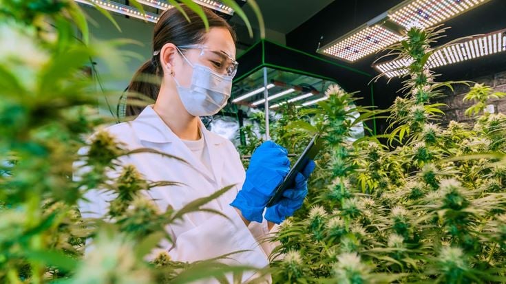 Lab professional documents cannabis plant data, reflecting regulatory changes and tax considerations in the industry.