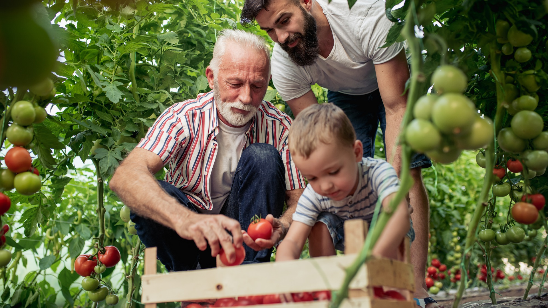 Bill C-208: Tax Changes for Intergenerational Business Transfers