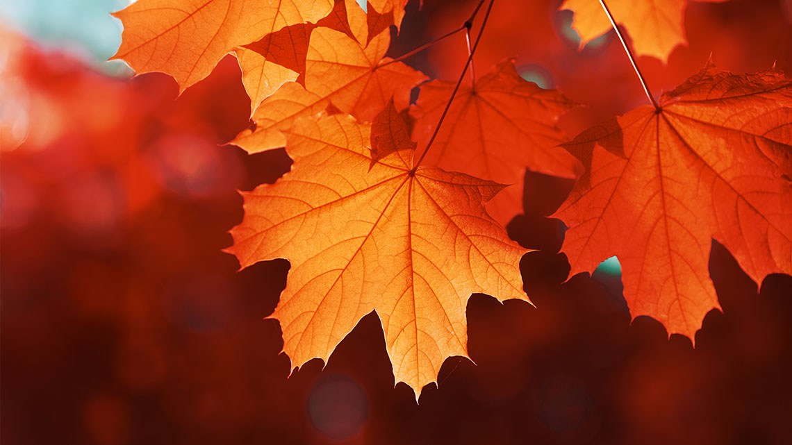 Fall Economic Statement 2024