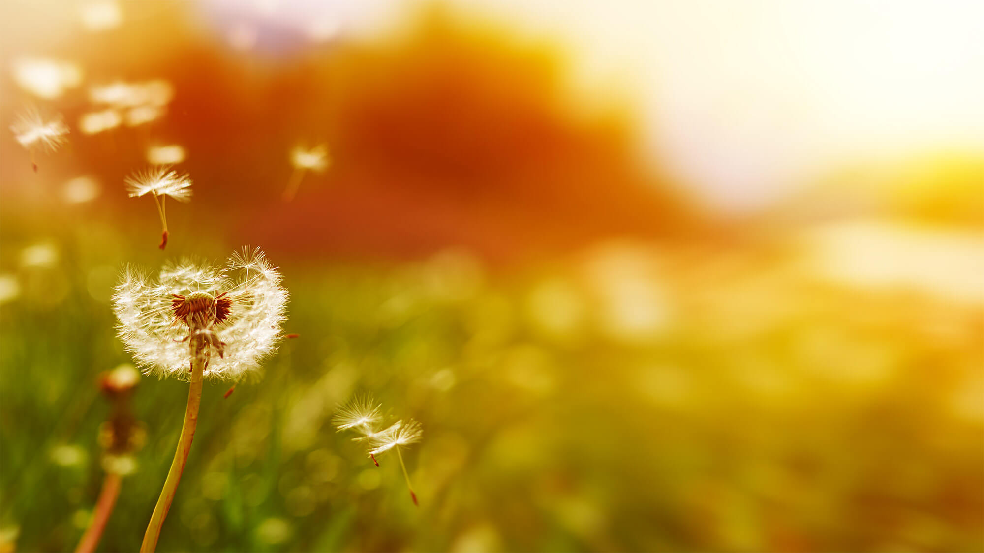 Mensaje en una botella de vidrio