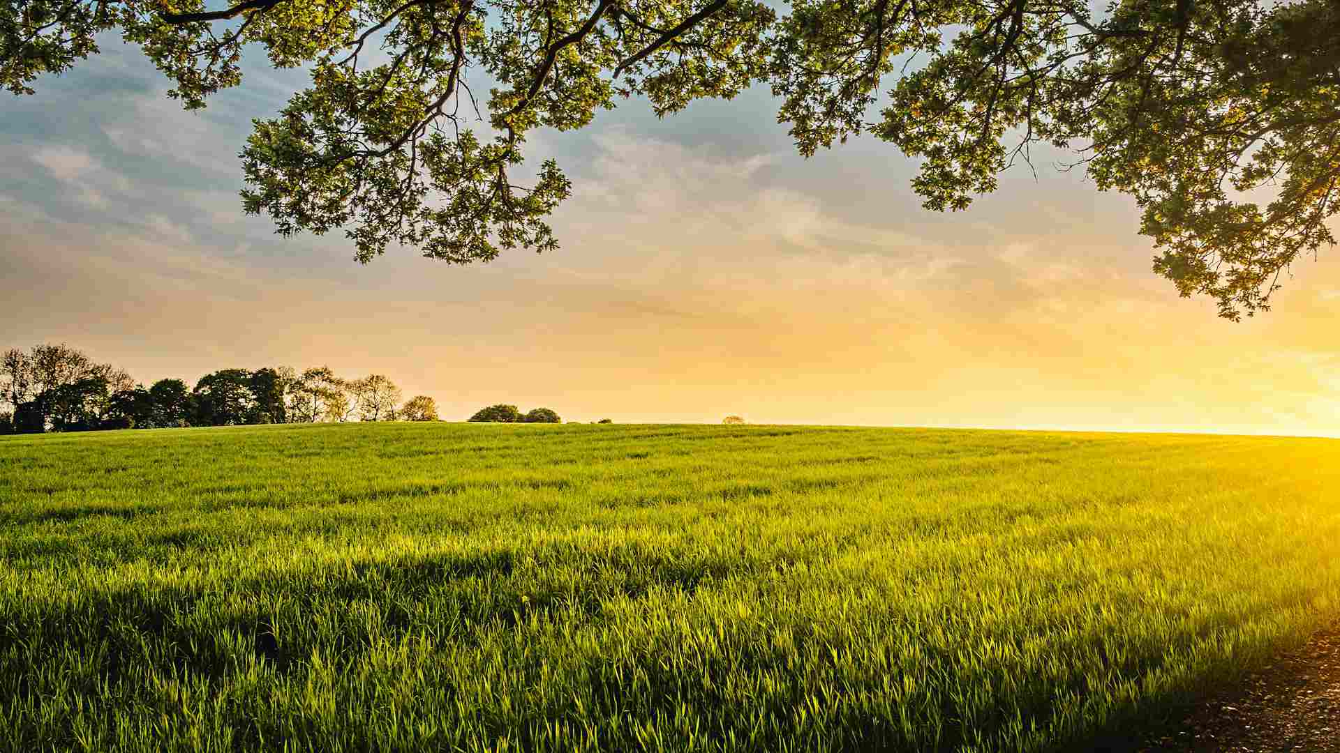 Vue d'un coucher de soleil sur un champ agricole.