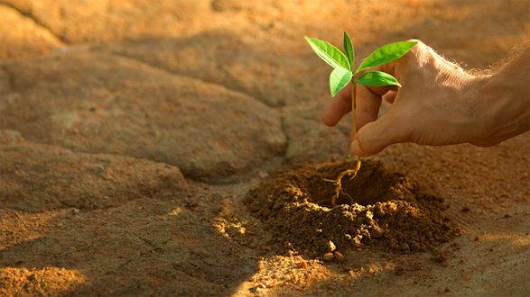 plant. environment. Crowe (HK) CPA Limited