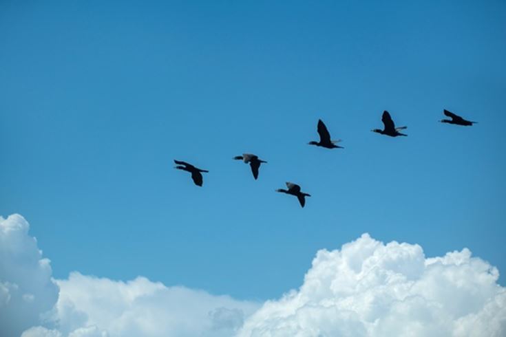 Cloud Migration