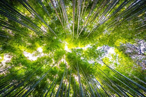 beautiful-landscape-bamboo-grove-forest-arashiyama-kyoto