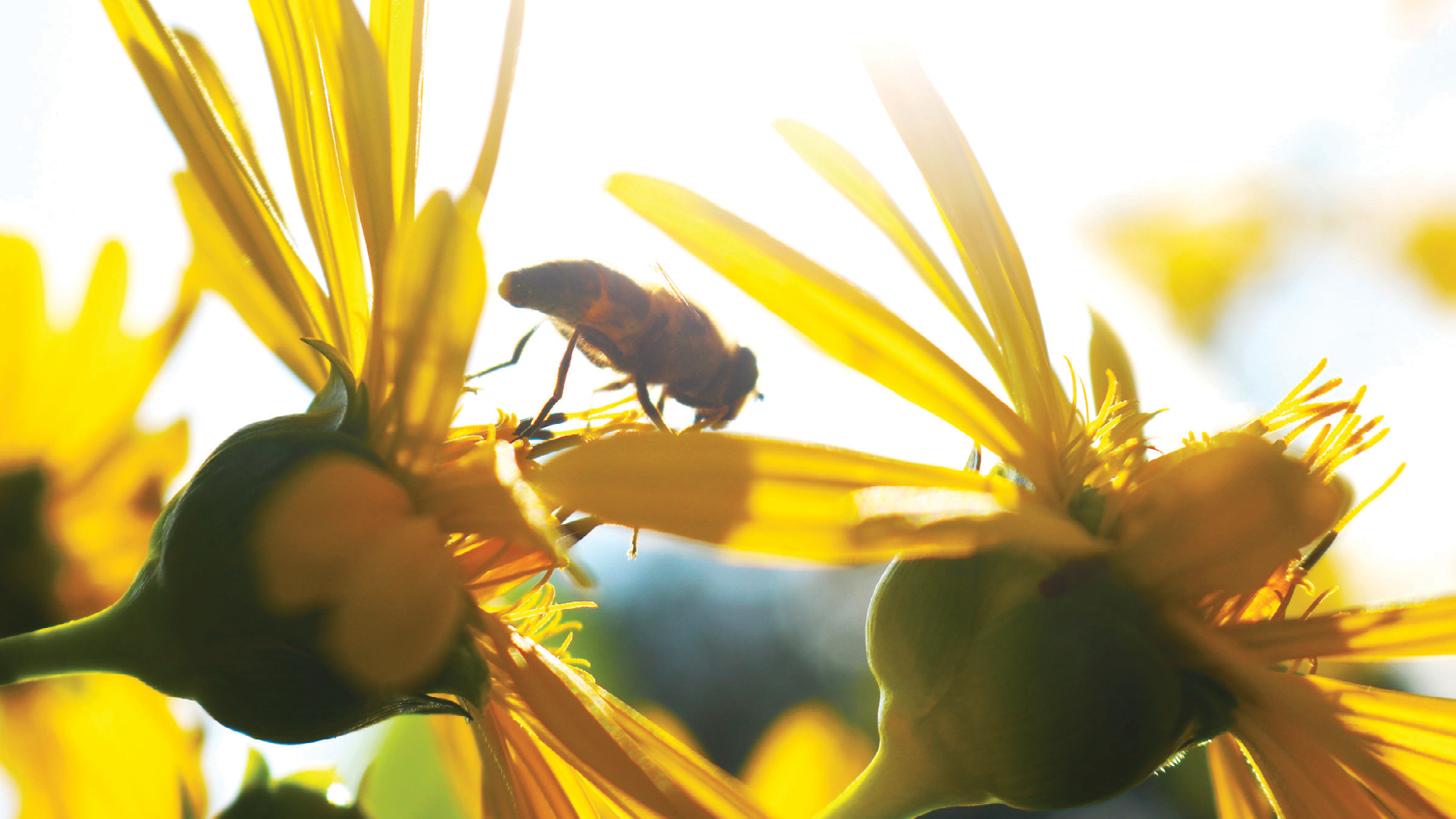 Raising Capital Through Equity Crowdfunding