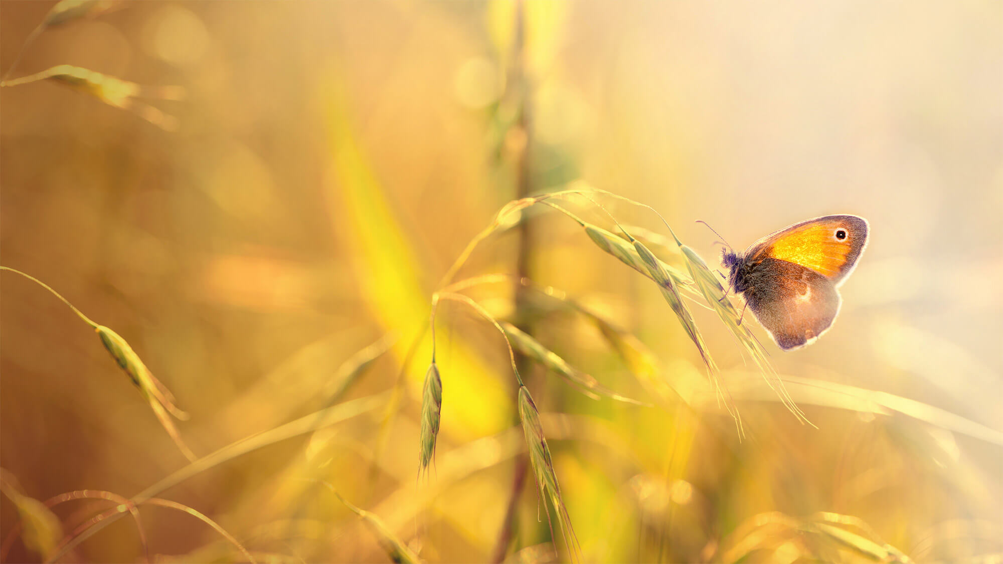 Butterfly resting on leaf