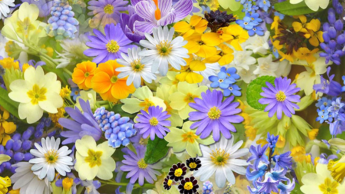 Blomster i ulike farger