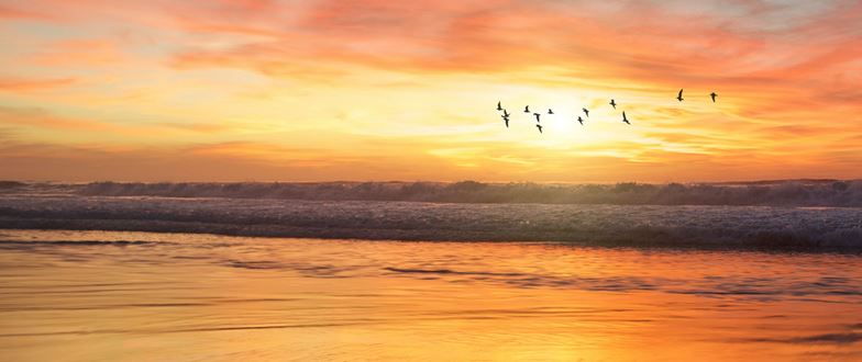 Fugleflokk, hav og solnedgang.