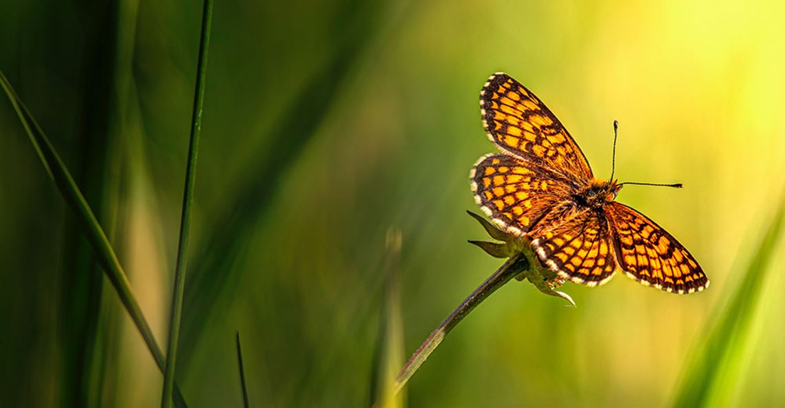 Butterfly in green environment Butterfly in green environment