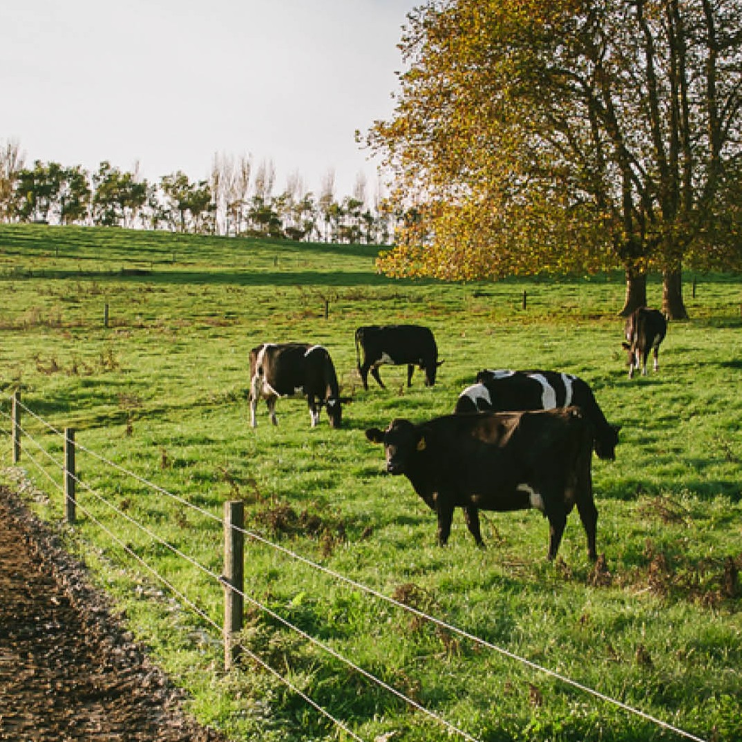 Fenced farming paddock with cows, trees in the background
