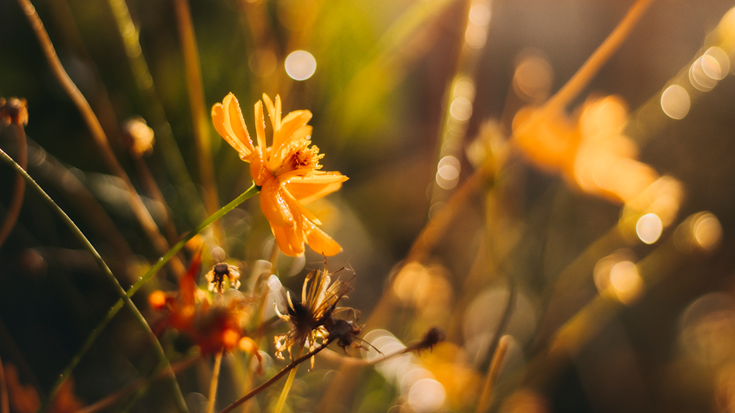 Health contribution settlement by 22 May