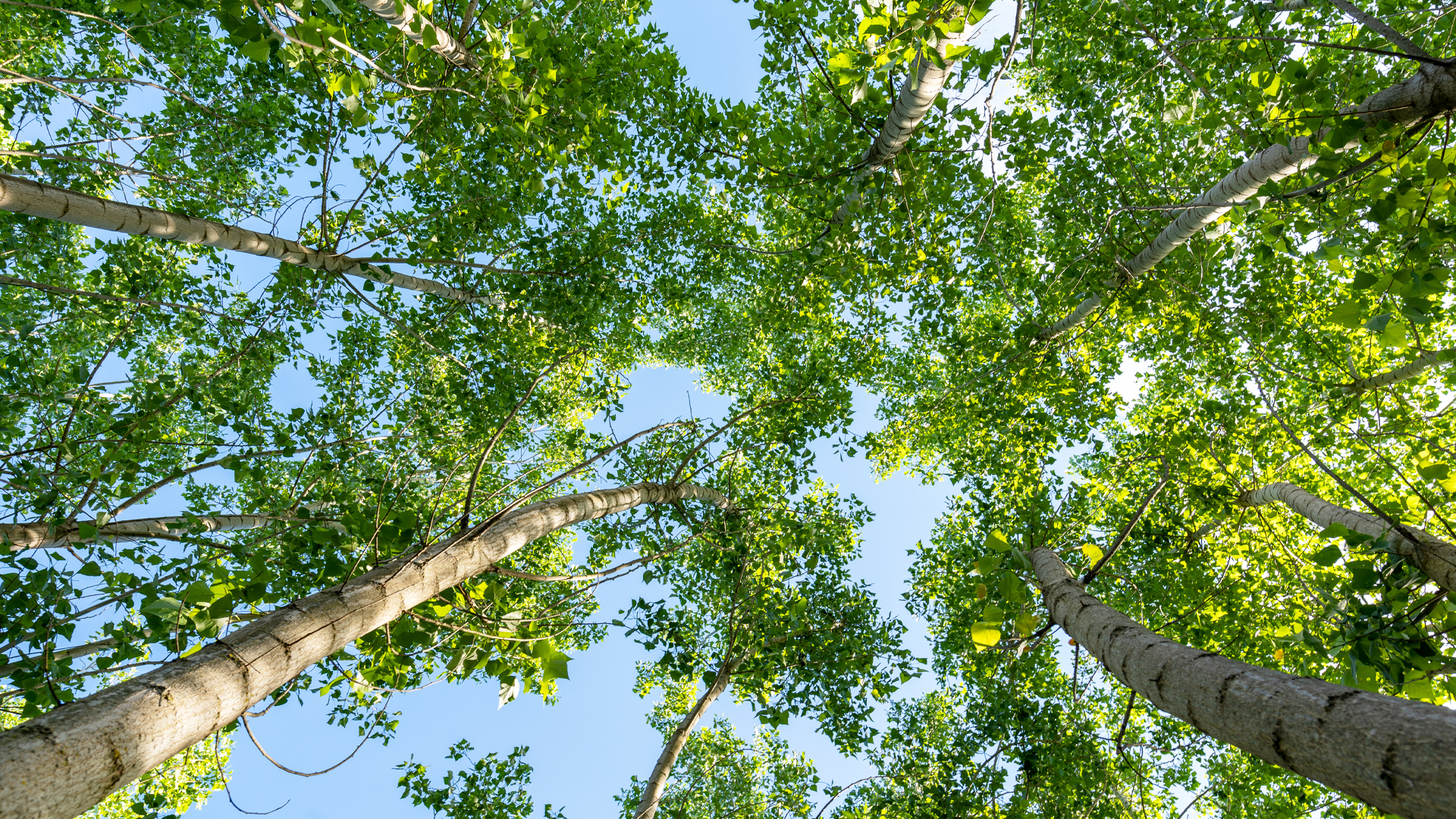 Crowe Poland and Envirly: only 24% of entities are prepared for ESG reporting