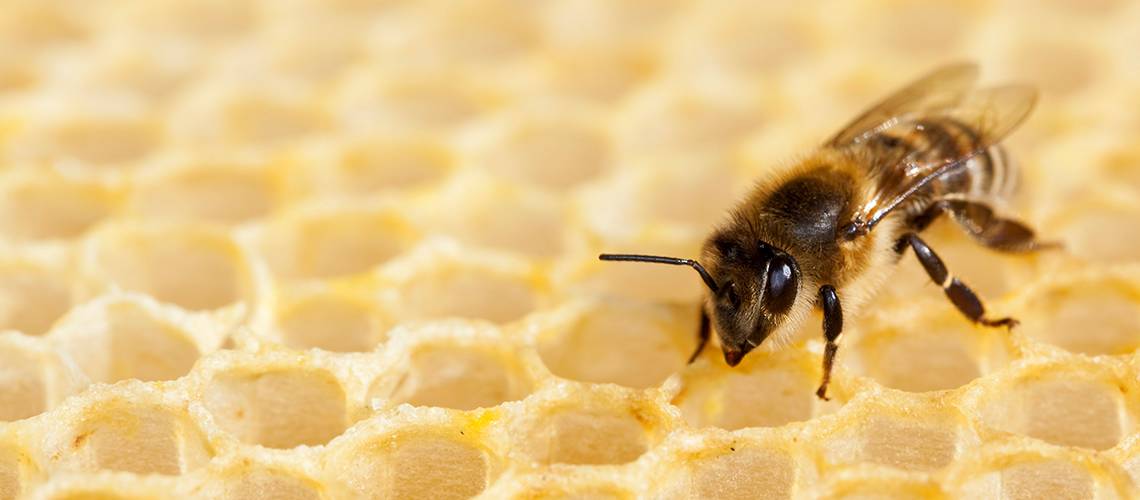 Programa Deal-By-Deal Banco Português de Fomento