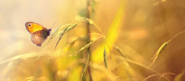 Agriculture