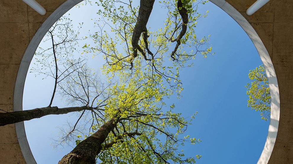 Trees in circular courtyard