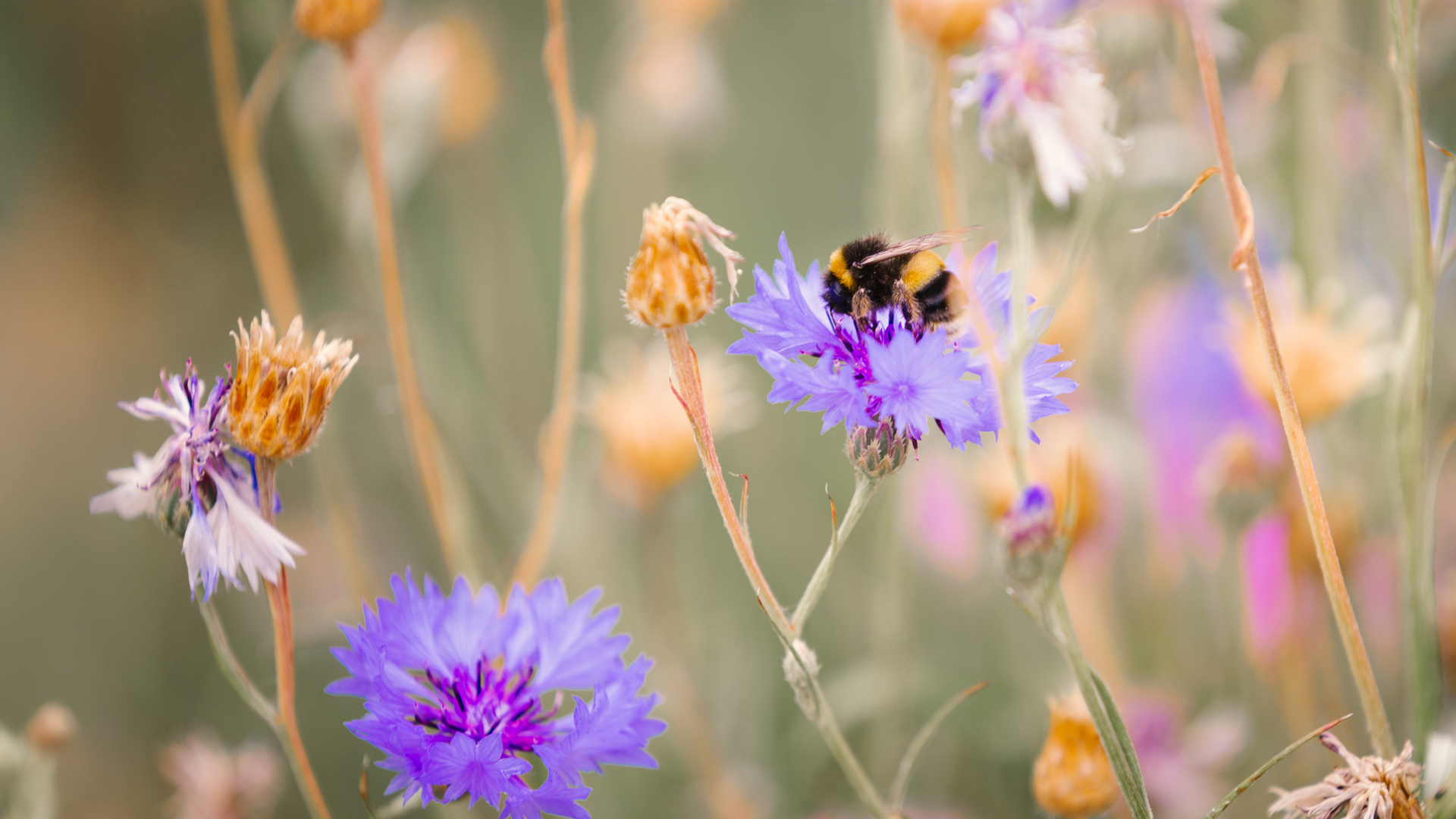 Bee on flower close up