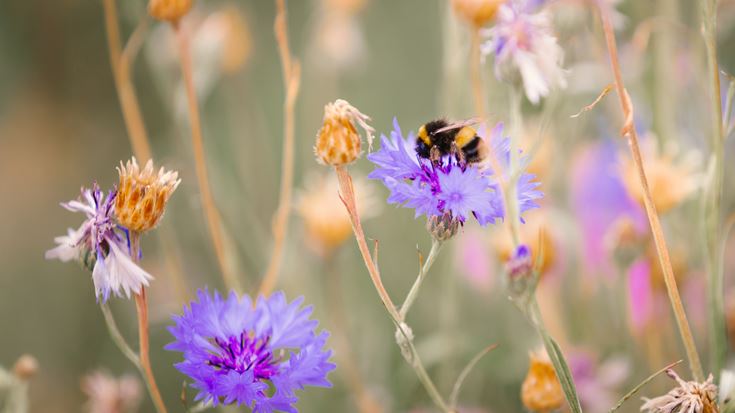 Bee on flower close up