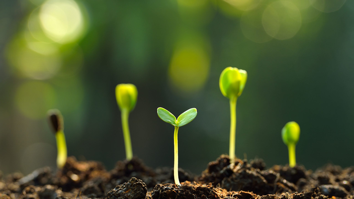 plants growing