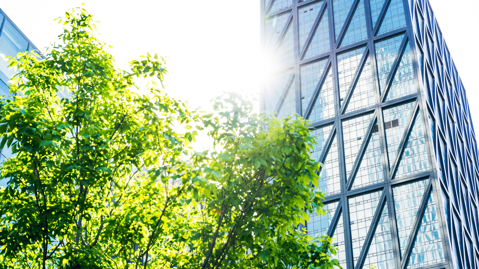 Building-with-tree-outside-view