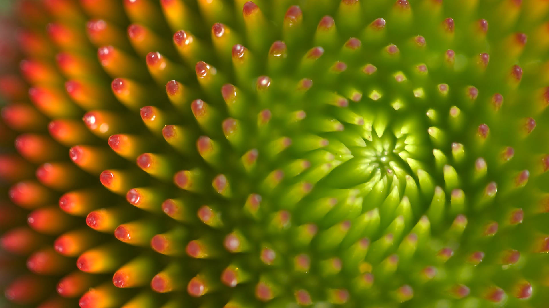 Closeup of flower - green