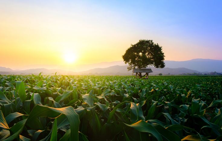 Crops in field with tree