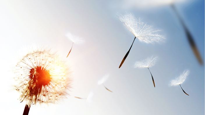 Dandelion blowing seeds