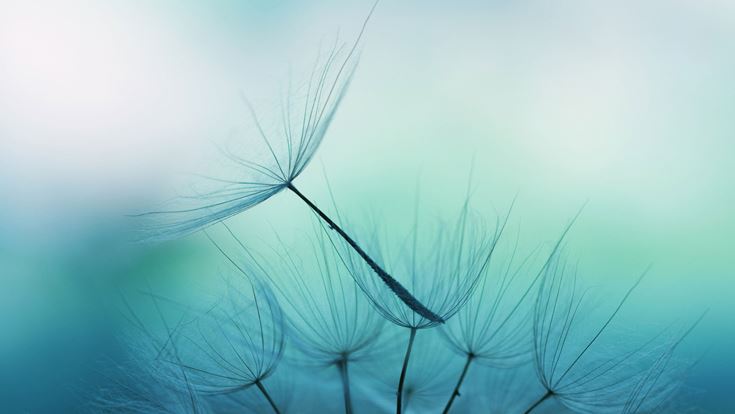 dandelion-in-the-wind