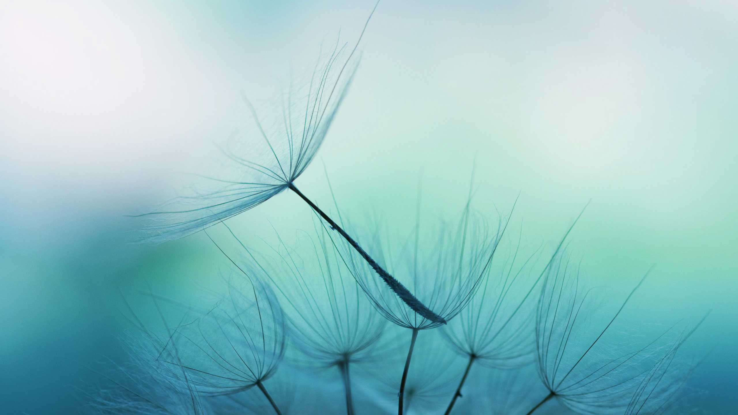 Dandelion seed