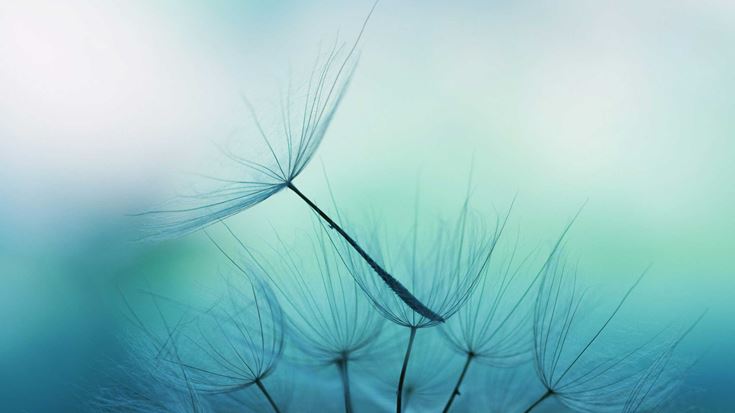 Dandelion seed