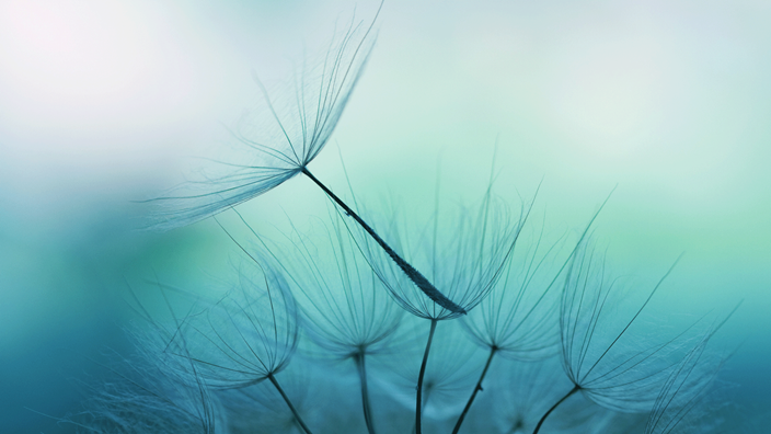 Dandelion seeds