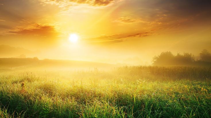 Foggy sunrise over grassy meadow HD