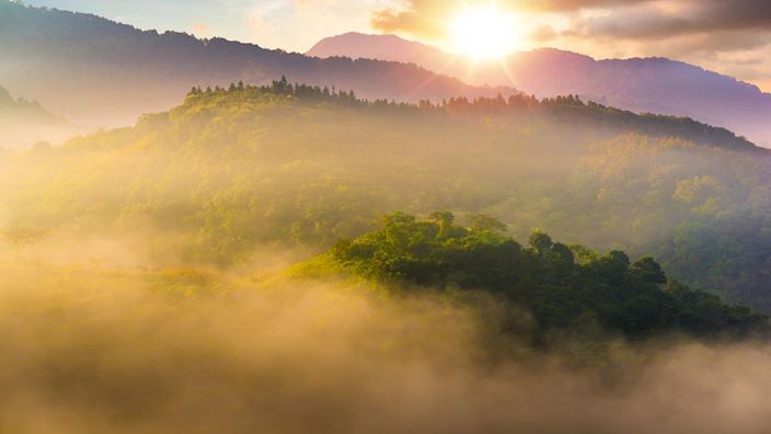 forest in fog