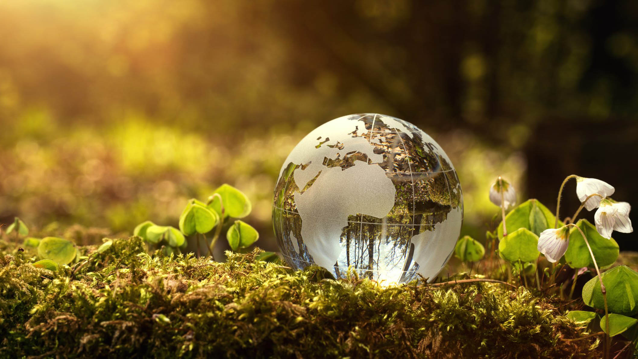 Globe on grass in forest