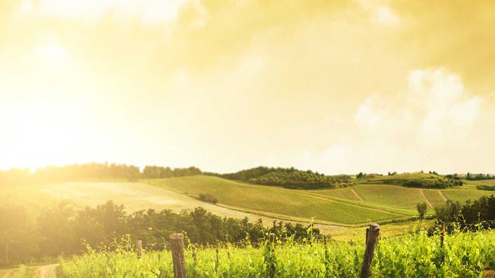 vineyard