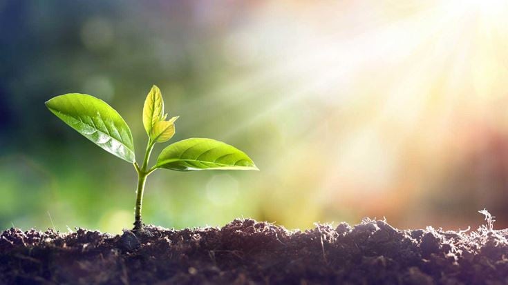 A green plant growing from the soil