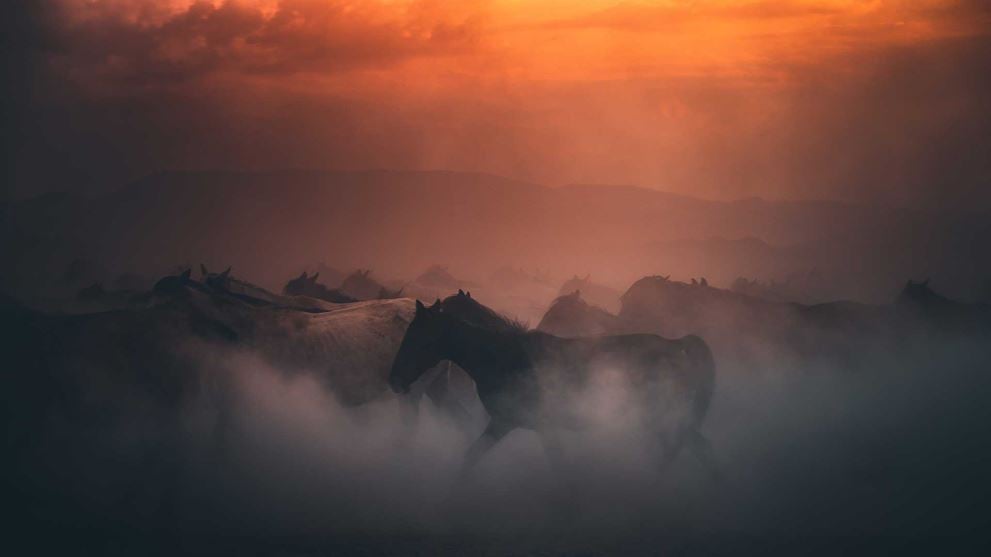 horses-running-through-fog