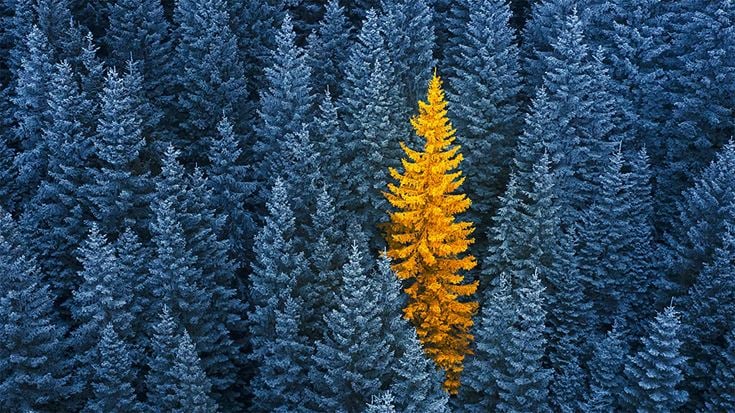 A landscape of trees