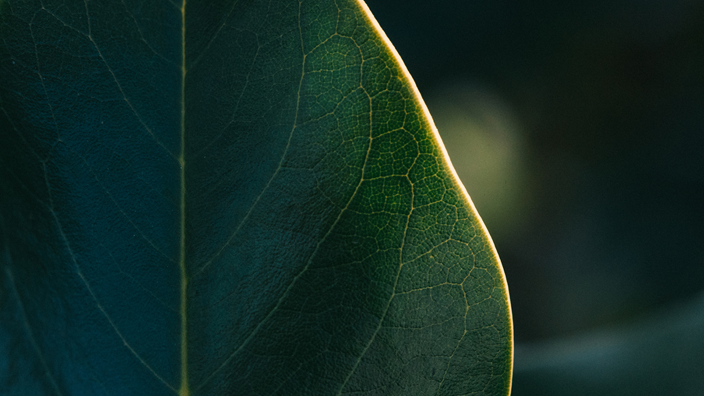 Leaf image