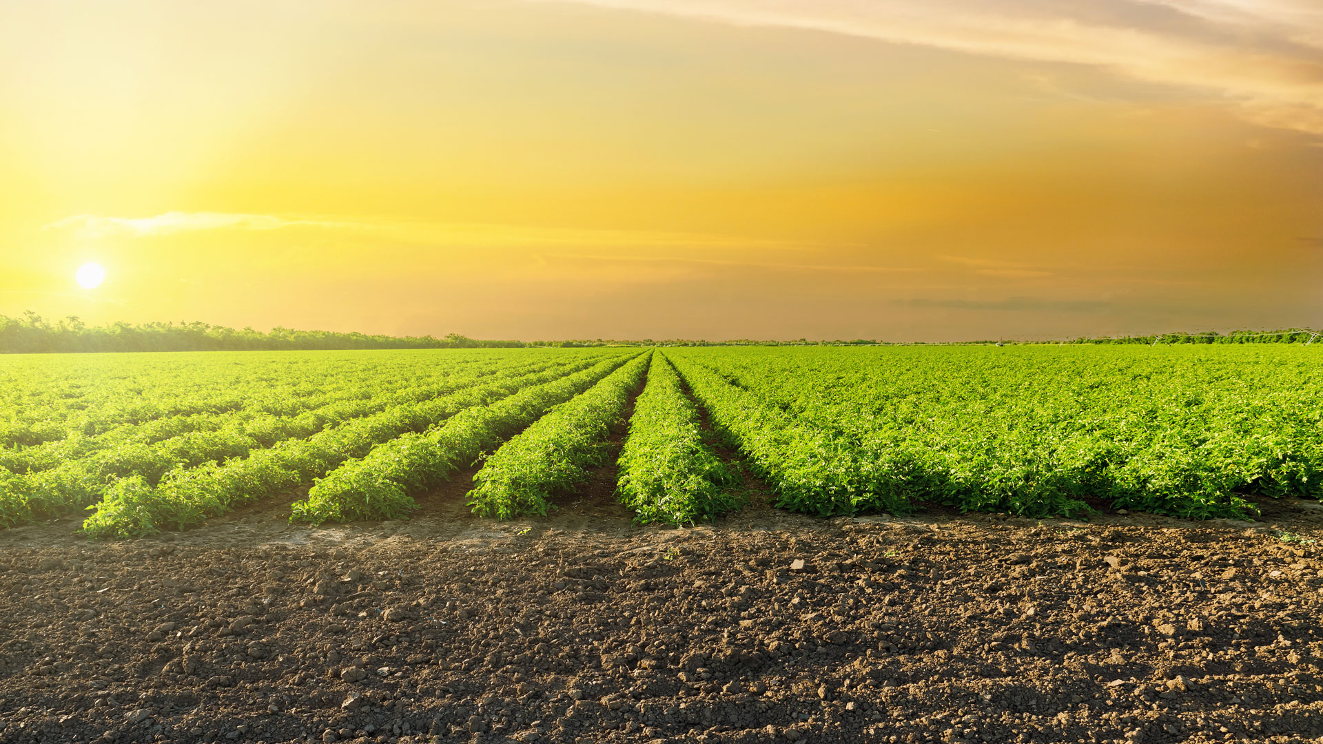 Orange-sunset-in-clouds-over-green-field