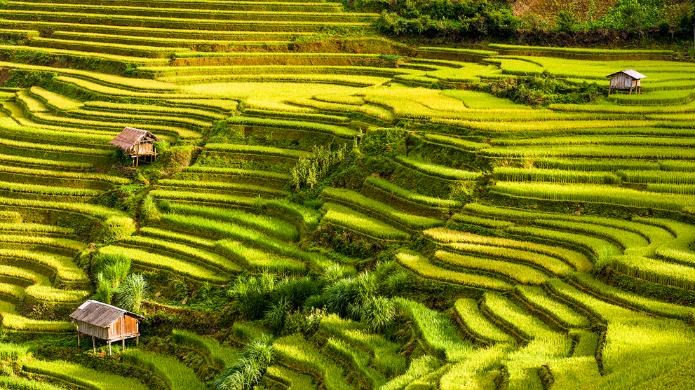 Rice fields