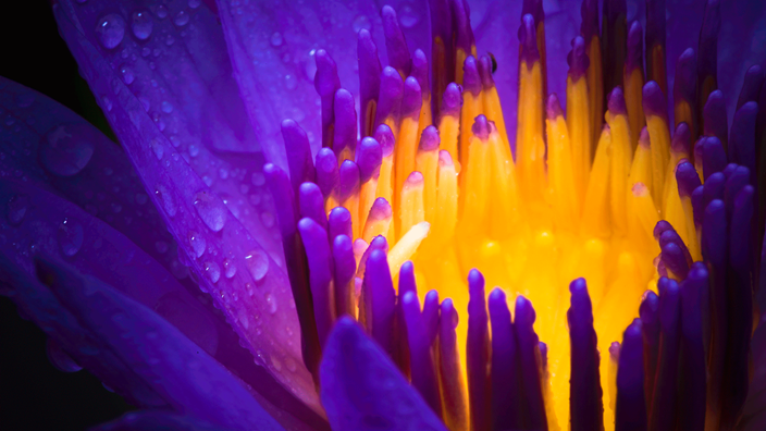 purple plant