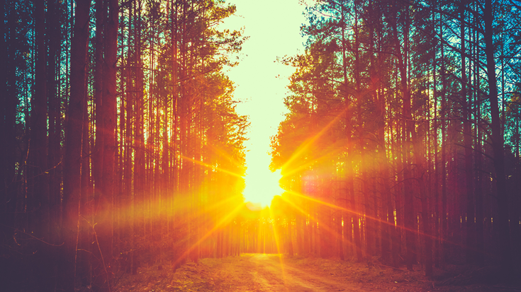 Sunset beams in a forest