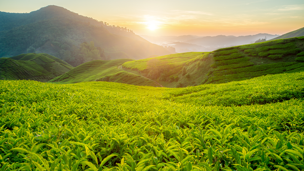 Tea field
